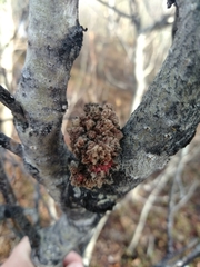 Aceria parapopuli