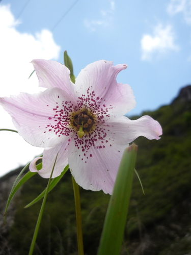 Lilium pardanthinum, photograph 1