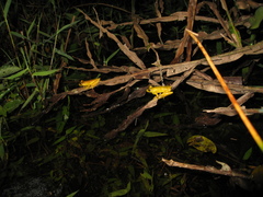 Scinax rizibilis