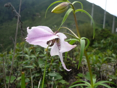 (c) Andreas Taeger, some rights reserved (CC BY) Lilium pardanthinum, photograph (c) Andreas Taeger, some rights reserved (CC BY)