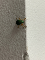 Coleoptera