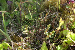 Epilobium gracilipes