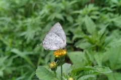 Ostrinotes sophocles