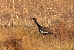 Houbaropsis bengalensis