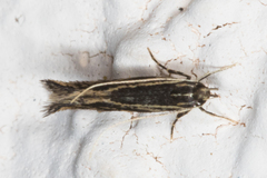 Eralea albalineella