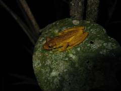 Scinax rizibilis