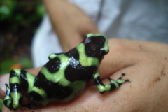 Dendrobates auratus