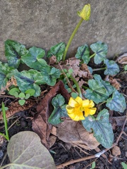 Ficaria verna