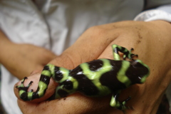 Dendrobates auratus