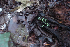 Dendrobates auratus