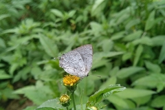 Ostrinotes sophocles