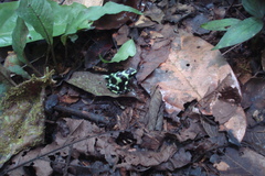 Dendrobates auratus
