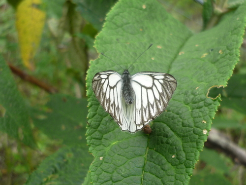 Yunnan Black-veined White