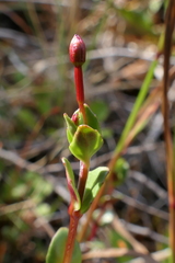 Epilobium gracilipes