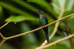 Thalurania watertonii