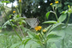 Ostrinotes sophocles