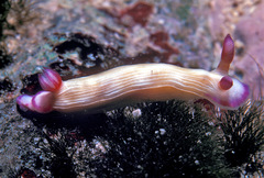 Hypselodoris violabranchia