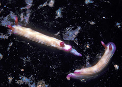 Hypselodoris violabranchia