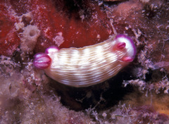 Hypselodoris violabranchia