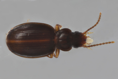 Trechus hydropicus beutenmuelleri