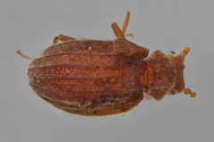 Dasycerus carolinensis