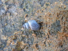 Echinolittorina ziczac