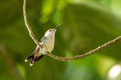 Thalurania watertonii