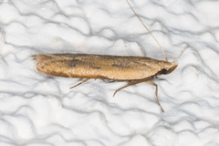 Mesophleps adustipennis