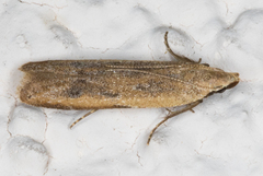 Mesophleps adustipennis