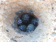 Echinolittorina ziczac