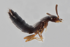 Ocyustiba