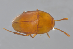 Ptomaphagus