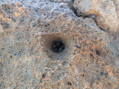 Echinolittorina ziczac
