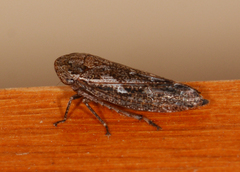 Putoniessa