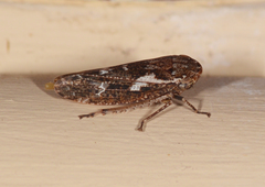 Putoniessa