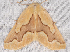 Sabulodes edwardsata