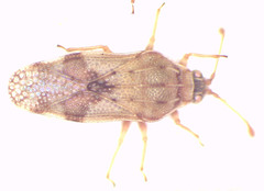 Eritingis aporema