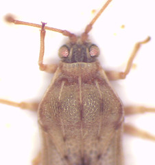 Eritingis aporema
