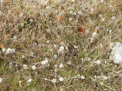 Trifolium hirtum
