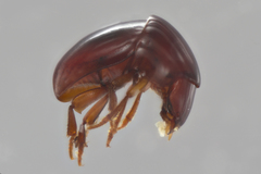Agathidium kimberlae