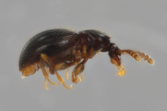 Brachycepsis