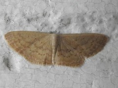 Idaea dolichopis