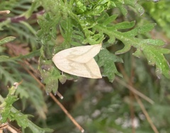 Perusia lacticinia