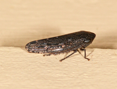 Putoniessa
