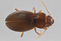 Harpalus spadiceus