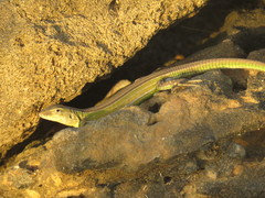 Cnemidophorus splendidus