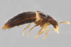 Ischnosoma suteri