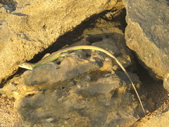 Cnemidophorus splendidus