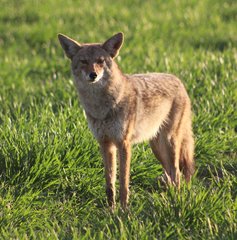 Canis latrans ochropus