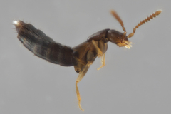 Ocyustiba appalachiana